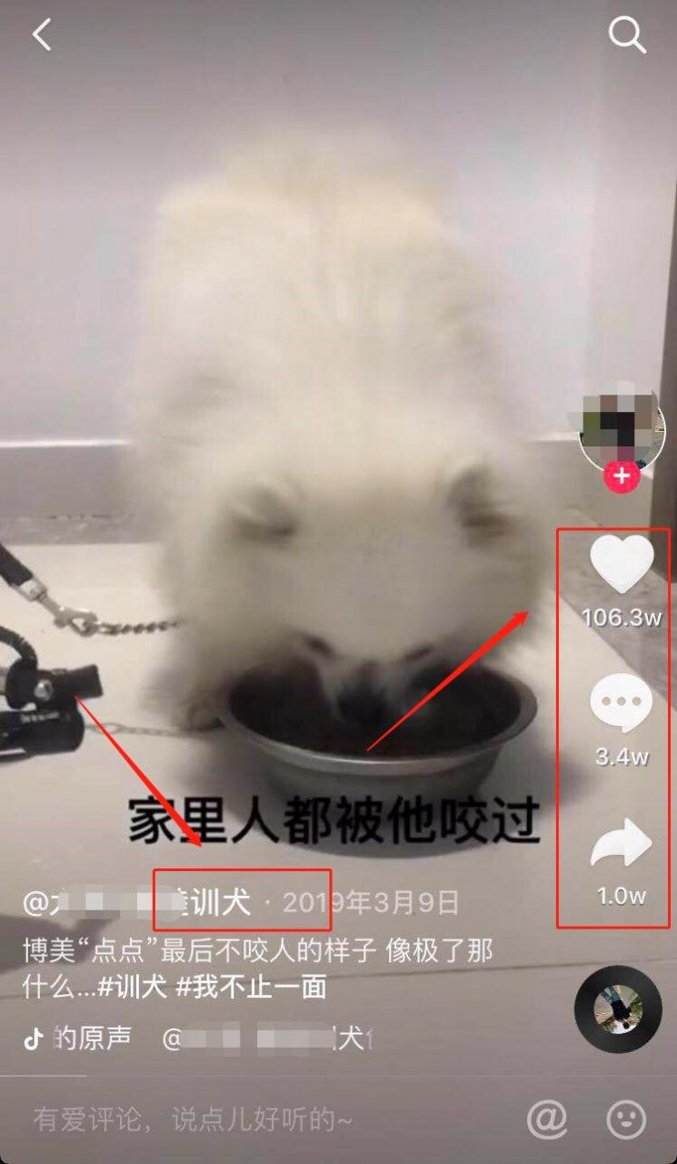 出售训狗教程也能赚钱，该如何入手？