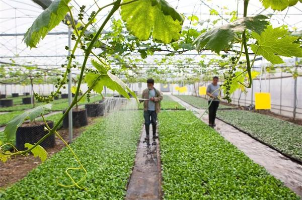 农业种植项目的发展前景怎么样？农业种植项目做什么赚钱